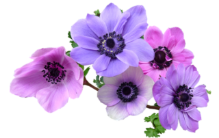 anemone