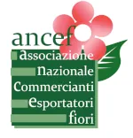 Ancef Logo